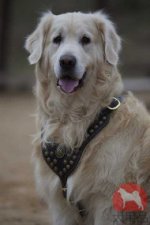 ゴールデン・レトリバー　ハーネス