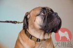 ブルマスティフ　首輪(ミックス金具)