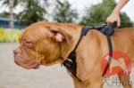 犬用ハーネス│ボルドー・マスティフ用シンプルハーネス