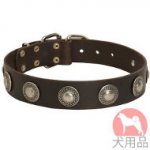 コンチョ付き犬　首輪(40mm)