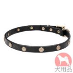 犬　首輪　和風(菊紋)