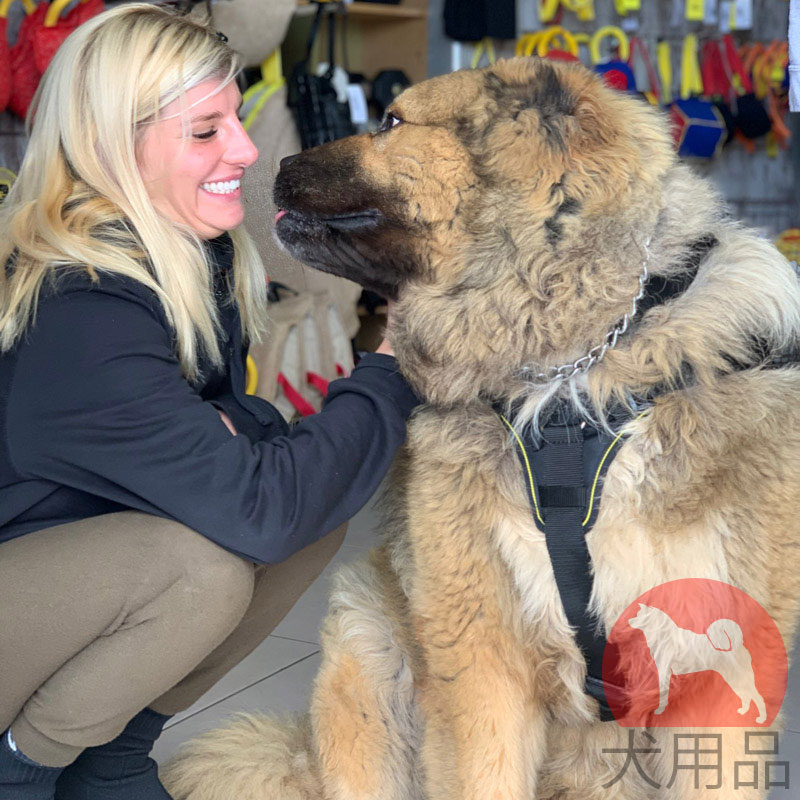 “超大型犬にもぴったりのハーネス"