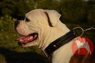 大型犬 散歩用首輪 大型犬 散歩用首輪