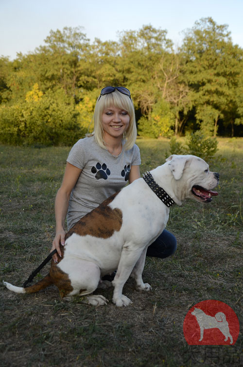 アメリカンブルドッグ　首輪　革　大型犬