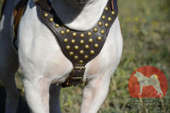 大型犬用ハーネス アメリカンブルドッグ 大型犬用ハーネス アメリカンブルドッグ