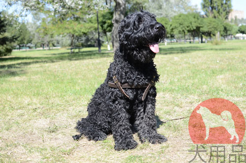 大型犬用ハーネス　高級