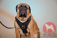 ブルマスティフ用犬 胴輪 ブルマスティフ用犬 胴輪