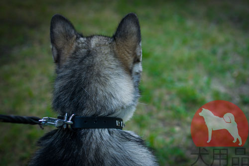 犬 首輪　本革