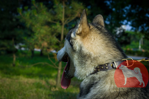 大型犬　首輪　インポート