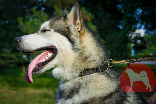 大型犬　首輪　高級