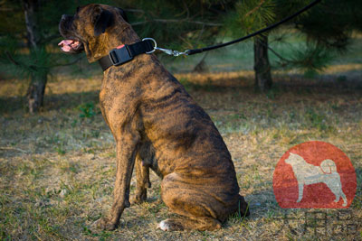 大型犬　首輪　ワンタッチ