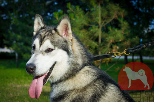 大型犬　首輪　革