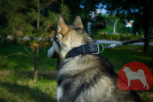 大型犬　首輪　シンプル