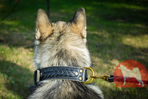 大型犬　首輪　インポート