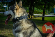 大型犬用ダブルレザー 本革製首輪 大型犬用ダブルレザー 本革製首輪
