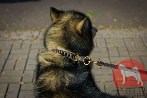 犬　引っ張り防止　ハーネス