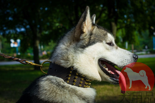 大型犬　首輪　海外