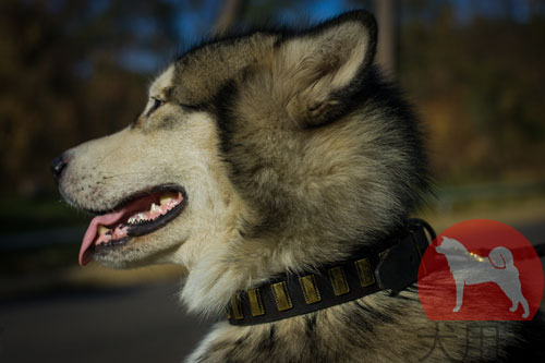 大型犬　首輪　かっこいい