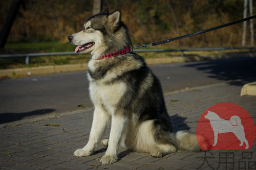 大型犬　首輪