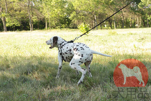 大型犬　ハーネス