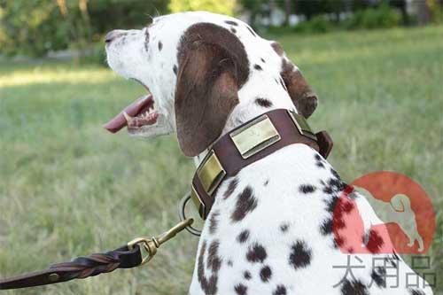 大型犬　首輪　おしゃれ