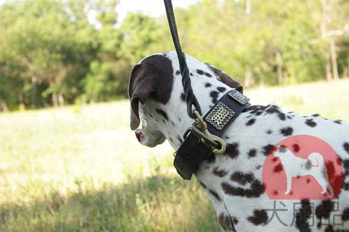 大型犬　首輪　おしゃれ