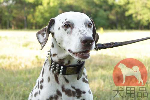 大型犬用首輪