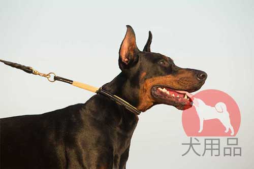 大型犬　首輪　革