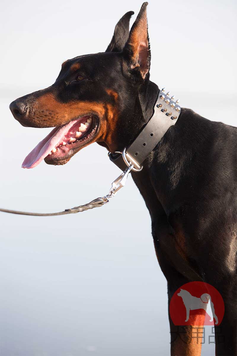 ドーベルマン用幅が広い首輪 S90 1113 Dog Collar 犬用品 犬グッズ 犬訓練用具 犬用品通販 犬用口輪
