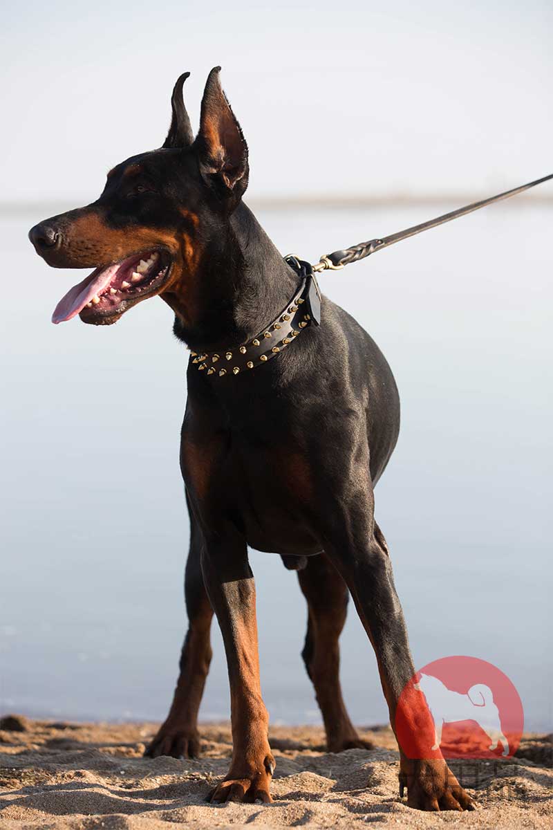 ドーベルマン用かっこいい首輪 [S32] 犬用品・犬グッズ・犬訓練用具・犬用品通販, 犬用品・犬グッズ・犬訓練用