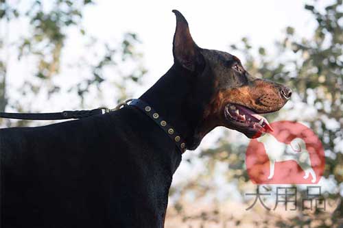 大型犬　首輪　おしゃれ