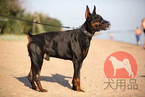 大型犬　口輪