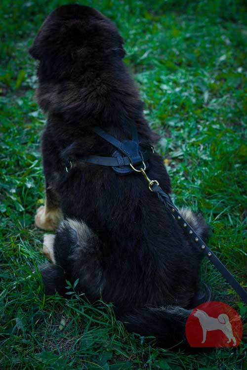 大型犬　重量引き　ハーネス