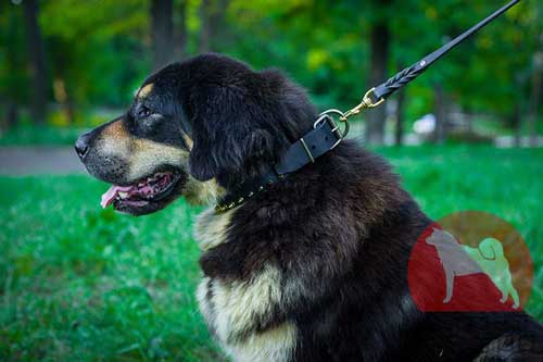 超大型犬　首輪　かっこいい