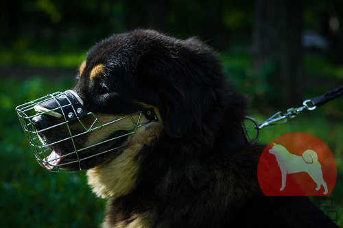 超大型犬 マズル