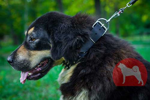 大型犬　首輪　かっこいい