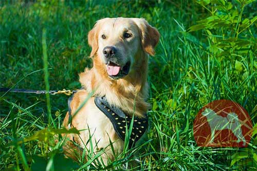 大型犬　ハーネス　おしゃれ