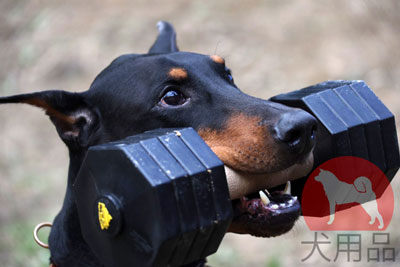 大型犬　ダンベル　トレーニング