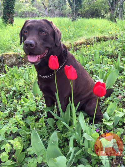 犬　チョークチェーン