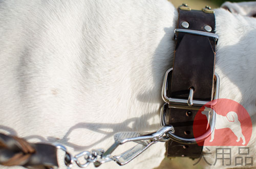 アメリカンブルドッグ　首輪　かっこいい