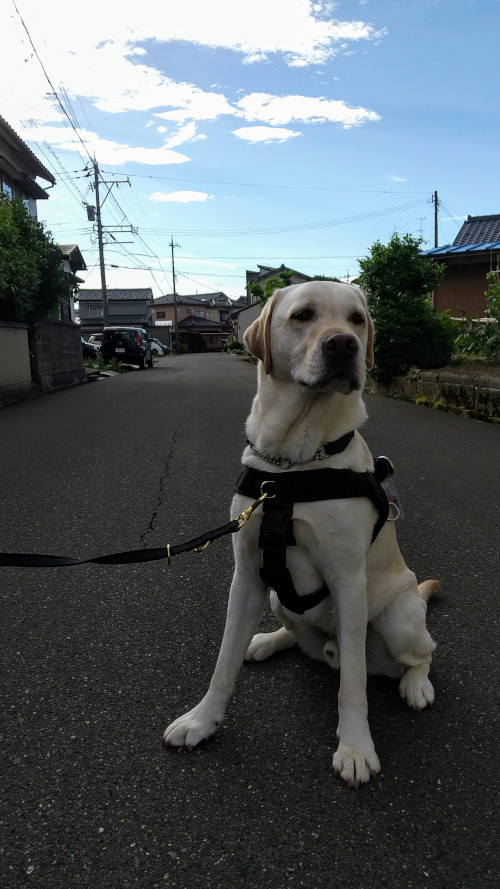 ラブラドール犬のナイロンハーネス