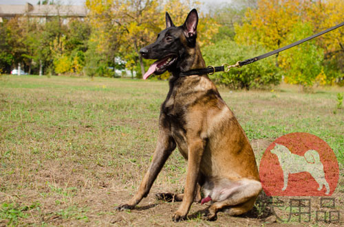 大型犬　首輪　革