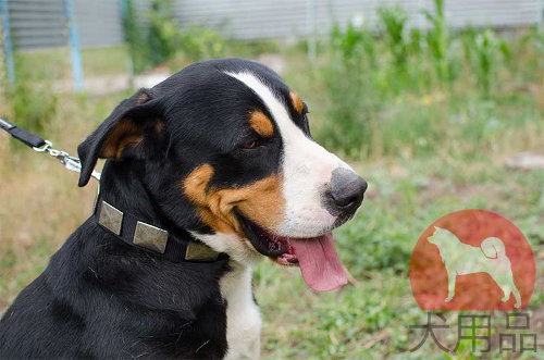 大型犬　首輪　ナイロン