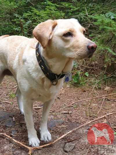 犬　本革首輪　通販