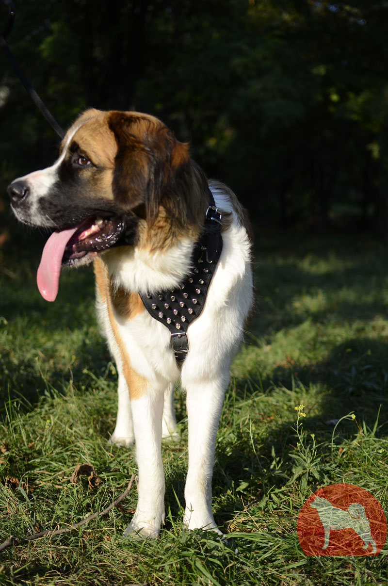 オフセット マージン 重荷 大型 犬 ハーネス かっこいい 広がり お酢 パドル