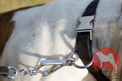 犬　首輪　バックル