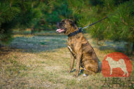 大型犬用首輪 フェルト裏地付 大型犬用首輪 フェルト裏地付