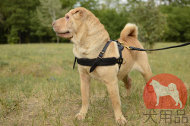 大型犬のシャーペイ用の犬ぞりハーネス