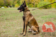 大型犬向けのかっこいいスパイク首輪 大型犬向けのかっこいいスパイク首輪