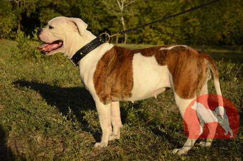 大型犬　首輪　アメブル